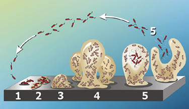 Conceptual model of the stages of P. aeruginosa biofilm development. Courtesy of MicrobeWiki